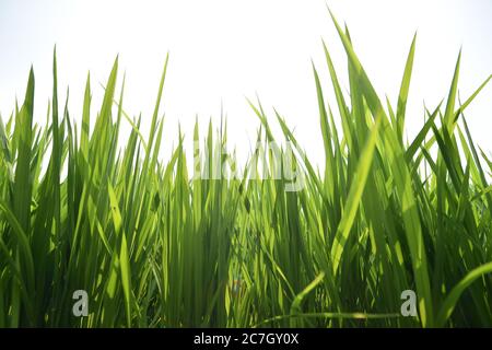 Baicheng. 17th July, 2020. Photo taken on July 17, 2020 shows the paddy field in Lixin Village of Zhenlai County in Baicheng City, northeast China's Jilin Province. Credit: Lin Hong/Xinhua/Alamy Live News Stock Photo