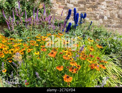 Colourful herbaceous flower border, with Helenium sneezeweed flowers, Amisfield Walled Garden, Haddington, East Lothian, Scotland, UK Stock Photo