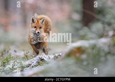 Red Fox - Vulpes vulpes, beautiful carnivores in winter from European forests, Czech Republic. Stock Photo