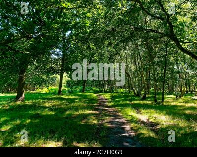A narrow path leads through tall Silver Birch trees, grass grows on eiather side the path. Stock Photo