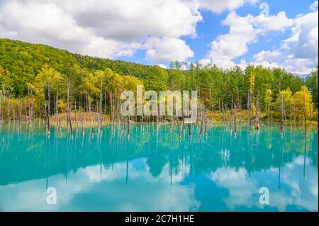Beautiful view of Shirogane blue pond in Biei town, Hokkaido, Japan Stock Photo