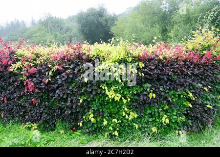 Red and green leaves of a beech hedge in the countryside in a garden in July, summer Carmarthenshire Wales UK  KATHY DEWITT Stock Photo