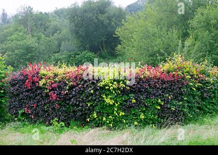 Red and green leaves of a beech hedge in a countryside garden in July, summer Carmarthenshire Wales UK  KATHY DEWITT Stock Photo