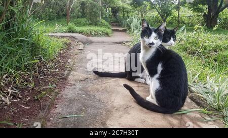 Black and white cat sitting on the path Stock Photo