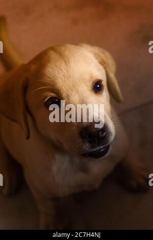 LABRADOR RETRIEVER PUPPY LOOKING FOR THE TREAT Stock Photo