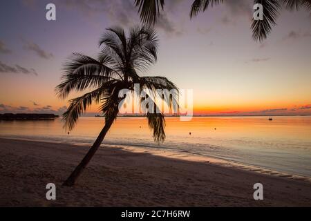 Maldives, South Male Atoll, sea, palm beach, sunset Stock Photo