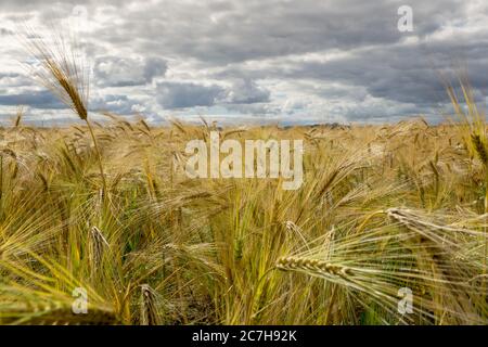 Bearded Barley nearly reaching the point of Harvest I in a field near Thirsk, North Yorkshire,UK Stock Photo