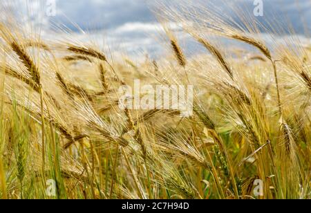 Bearded Barley nearly reaching the point of Harvest I in a field near Thirsk, North Yorkshire,UK Stock Photo