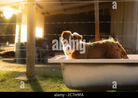 Border collie pup in a bath on the farm during sunset Stock Photo