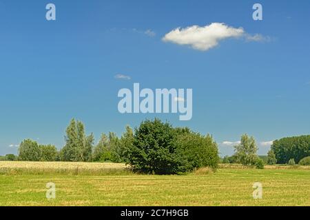 Sunny mown meadows with trees under a clear blue sky in Kalkense ...