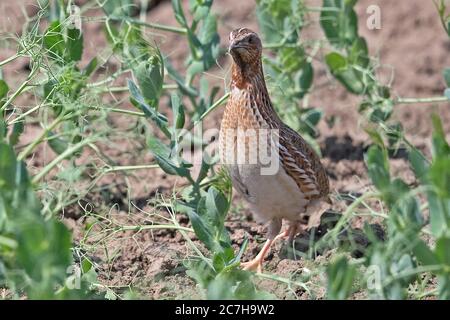 Common Quail (Coturnix coturnix) Stock Photo