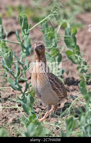 Common Quail (Coturnix coturnix) Stock Photo