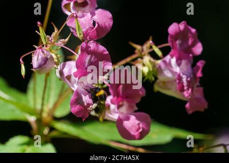 The pollination of a pink and white Himalayan balsam wildflower by a large Bumble Bee. Stock Photo