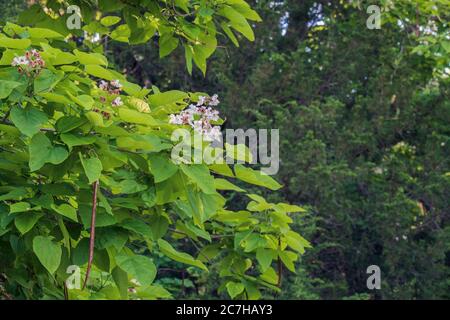 Catalpa bignonioides, Southern catalpa, a flowering tree in Oklahoma, USA. Stock Photo