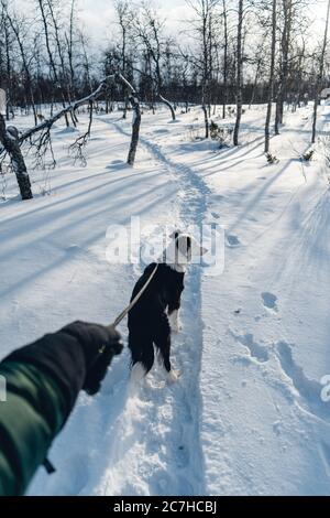Vertical shot of a dog walking in the snow with a leash Stock Photo
