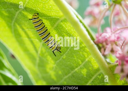 Monarch Butterfly caterpillar macro, Danaus plexippuson, on Swamp Milkweed, Incarnata