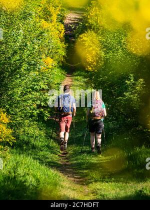 Hiking on the Zweälersteig, hiking trail at the Prechtaler Schanze Stock Photo