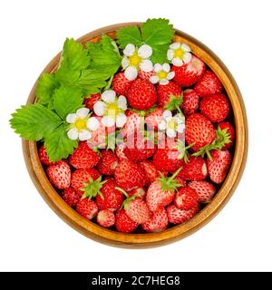 Wild strawberries in wooden bowl. Small ripe Alpine strawberries, also woodland, Carpathian or European strawberry, with leaves and flowers. Stock Photo