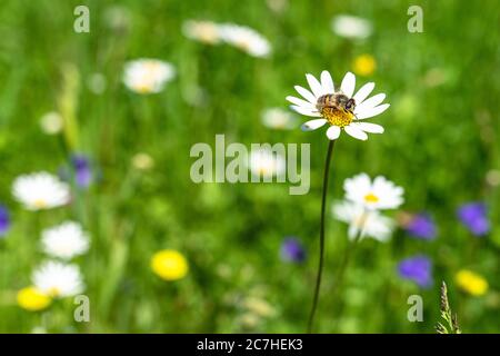 Europe, Austria, Tyrol, Ötztal Alps, Ötztal, bee on daisies on a summer flower meadow in the Ötztal Stock Photo