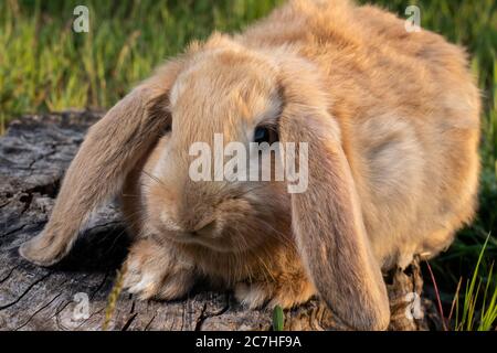 A French Lop rabbit sits on the green grass. Small, fluffy, brown home bunny with big ears. Stock Photo