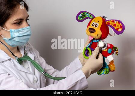 A veterinarian with a stethoscope examines a toy dog. Pediatrics and veterinary medicine. Stock Photo