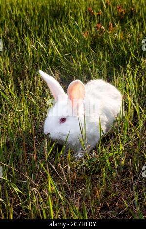 The Pannon White rabbit sits on the green grass. Meat large broiler bunny. Stock Photo