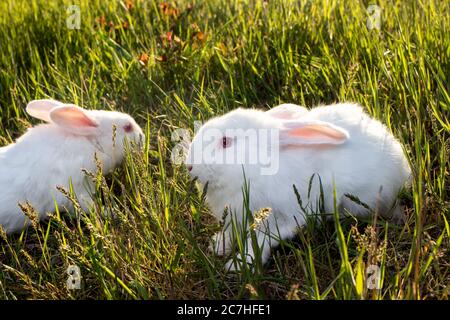 Meat breed rabbits. Two Pannon White rabbits are sitting on the green grass. Two white broiler rabbits. Stock Photo