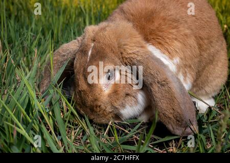 A French Lop rabbit sits on the green grass. Small, fluffy, brown home bunny with big ears. Stock Photo