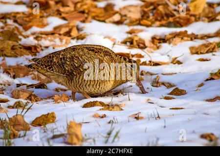 Camouflage bird woodcock. Brown dry leaves and white snow background. Bird: Eurasian Woodcock. Scolopax rusticola. Stock Photo