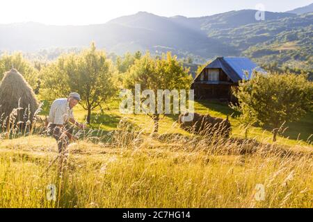 Senior farmer using scythe to mow the lawn traditionally with rural landscape in summer light Stock Photo