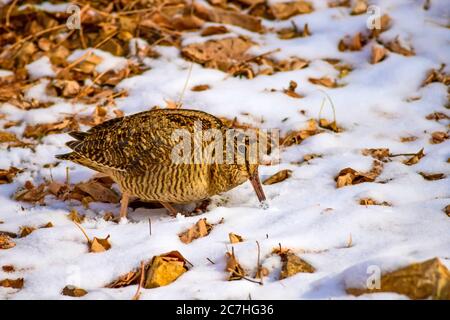 Camouflage bird woodcock. Brown dry leaves and white snow background. Bird: Eurasian Woodcock. Scolopax rusticola. Stock Photo