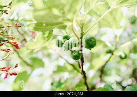 Close-up of green fig fruit in raindrops on tree branches. Stock Photo