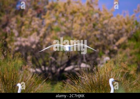 Nature and birds. Heron. Nature background. Little Egret. Egretta garzetta. Stock Photo