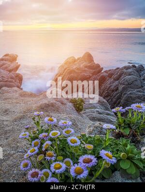 Vertical shot of beautiful daisy flowers near rock formations by the sea under the sunset sky Stock Photo