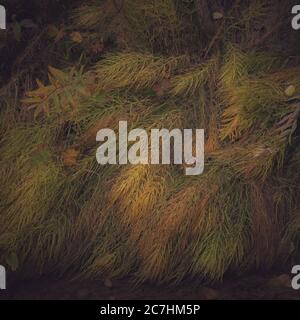 Closeup shot of colorful wild plants laying on the ground Stock Photo