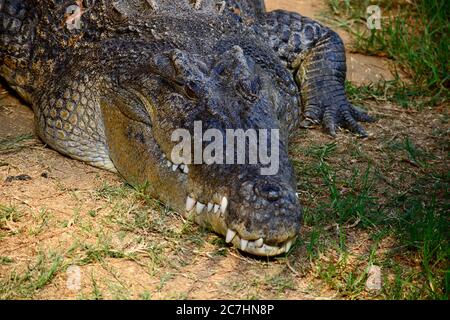 A close-up photo of a saltwater crocodile (Crocodylus porosus), also known as the estuarine crocodile, Indo-Pacific crocodile, or marine crocodile. Stock Photo