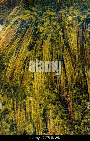 An abstract nature photo of reeds and water plants flowing and floating in a river Stock Photo