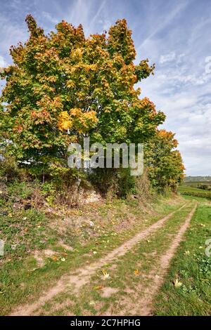 Vineyard path with lane and maple colored in autumn Stock Photo