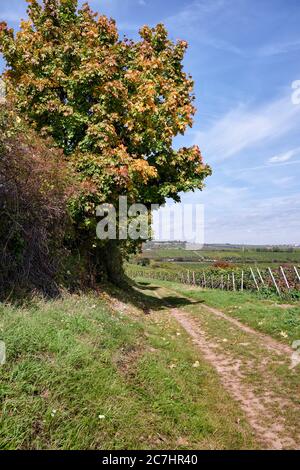 Vineyard path with lane and maple colored in autumn Stock Photo