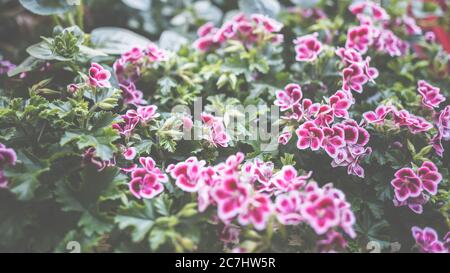 Carnations, Dianthus, Pink Kisses when planting in the pots for the garden. Stock Photo