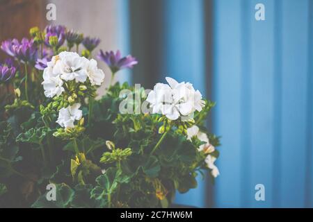 White geraniums, geraniums, geraniaceae, blooming splendor for terrace and balcony.