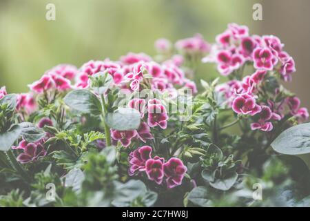 Carnations, Dianthus, Pink Kisses when planting in the pots for the garden. Stock Photo