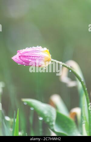 Spring - tulip in the rain with raindrops blooms in the garden Stock Photo