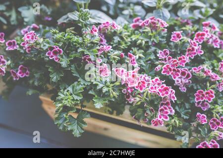 Carnations, Dianthus, Pink Kisses when planting in the pots for the garden. Stock Photo