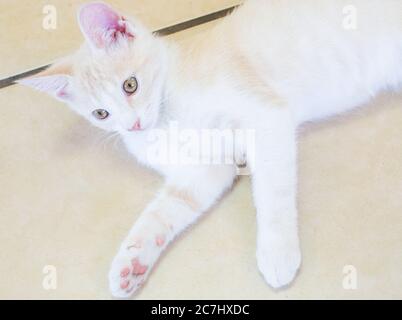 A short-haired domestic kitten lays on a tile floor, July 16, 2020, in Theodore, Alabama. The kitten was rescued after it was abandoned by its mother. Stock Photo