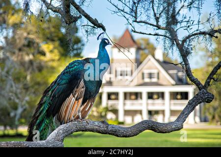 A male Indian peacock perches on a Live Oak tree limb in spring at Magnolia Plantation in Charleston, South Carolina. The plantation and gardens were built in 1676 by the Drayton Family and remains under the control of the Drayton family after 15 generations. Stock Photo