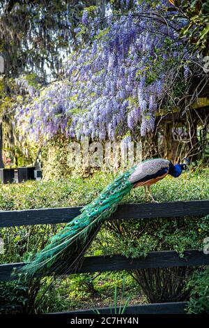 A male Indian peacock perches on a garden fence in spring at Magnolia Plantation in Charleston, South Carolina. The plantation and gardens were built in 1676 by the Drayton Family and remains under the control of the Drayton family after 15 generations. Stock Photo