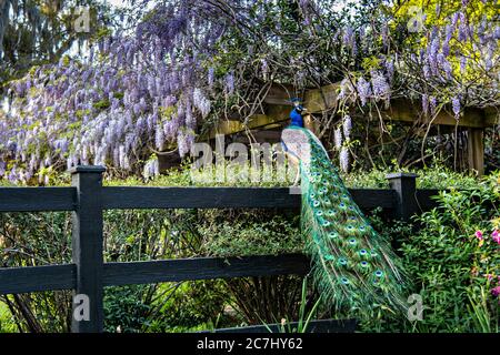 A male Indian peacock perches on a garden fence in spring at Magnolia Plantation in Charleston, South Carolina. The plantation and gardens were built in 1676 by the Drayton Family and remains under the control of the Drayton family after 15 generations. Stock Photo