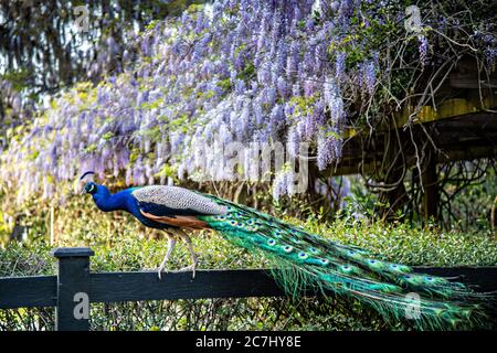 A male Indian peacock perches on a garden fence in spring at Magnolia Plantation in Charleston, South Carolina. The plantation and gardens were built in 1676 by the Drayton Family and remains under the control of the Drayton family after 15 generations. Stock Photo