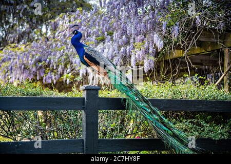 A male Indian peacock perches on a garden fence in spring at Magnolia Plantation in Charleston, South Carolina. The plantation and gardens were built in 1676 by the Drayton Family and remains under the control of the Drayton family after 15 generations. Stock Photo